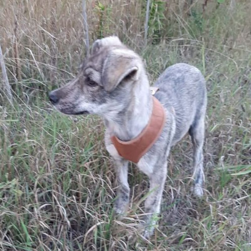 CRINA - Chien à adopter - photo 15