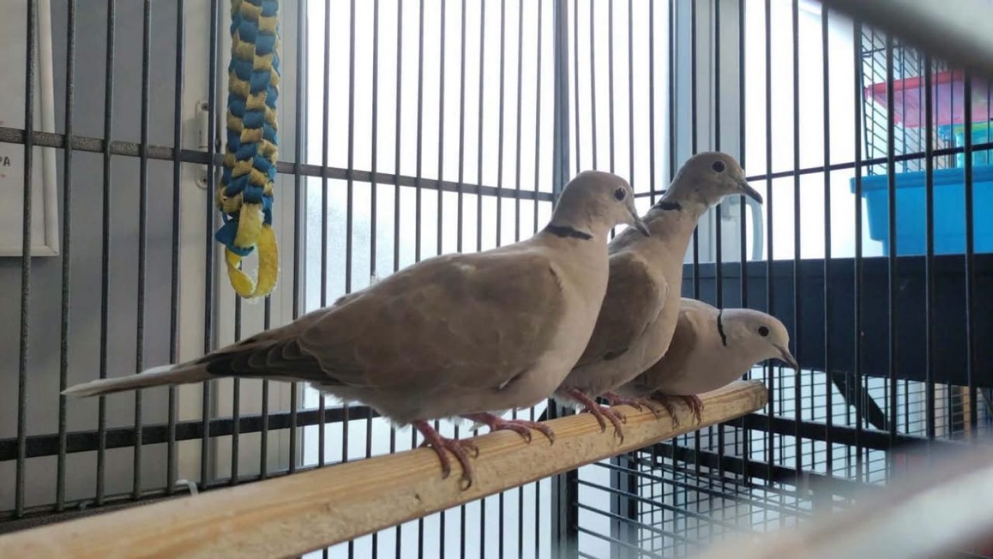 Tourterelle38 - Oiseau à adopter