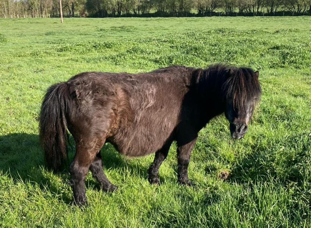 Photo de Vador de belnoe