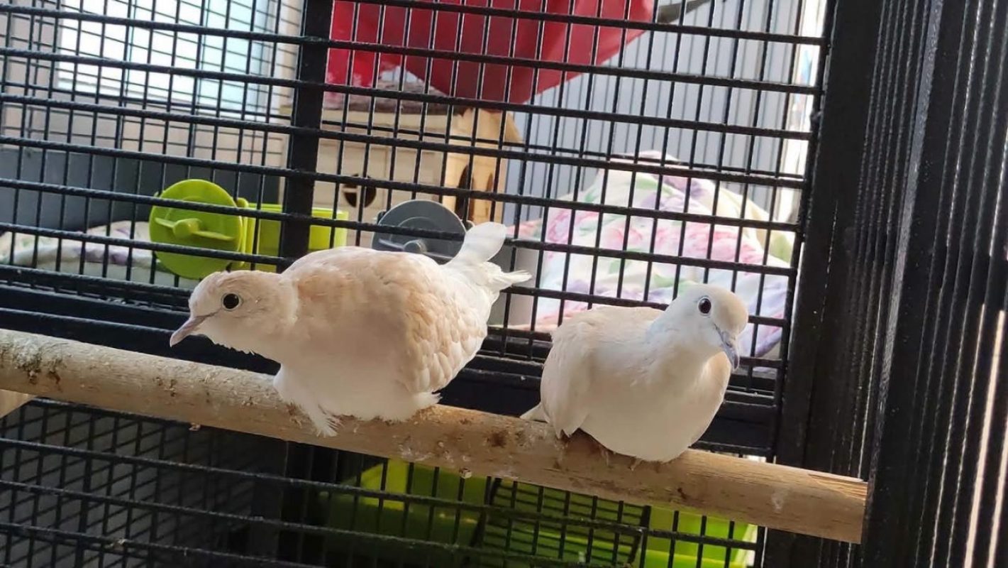 Tourterelle41 - Oiseau à adopter