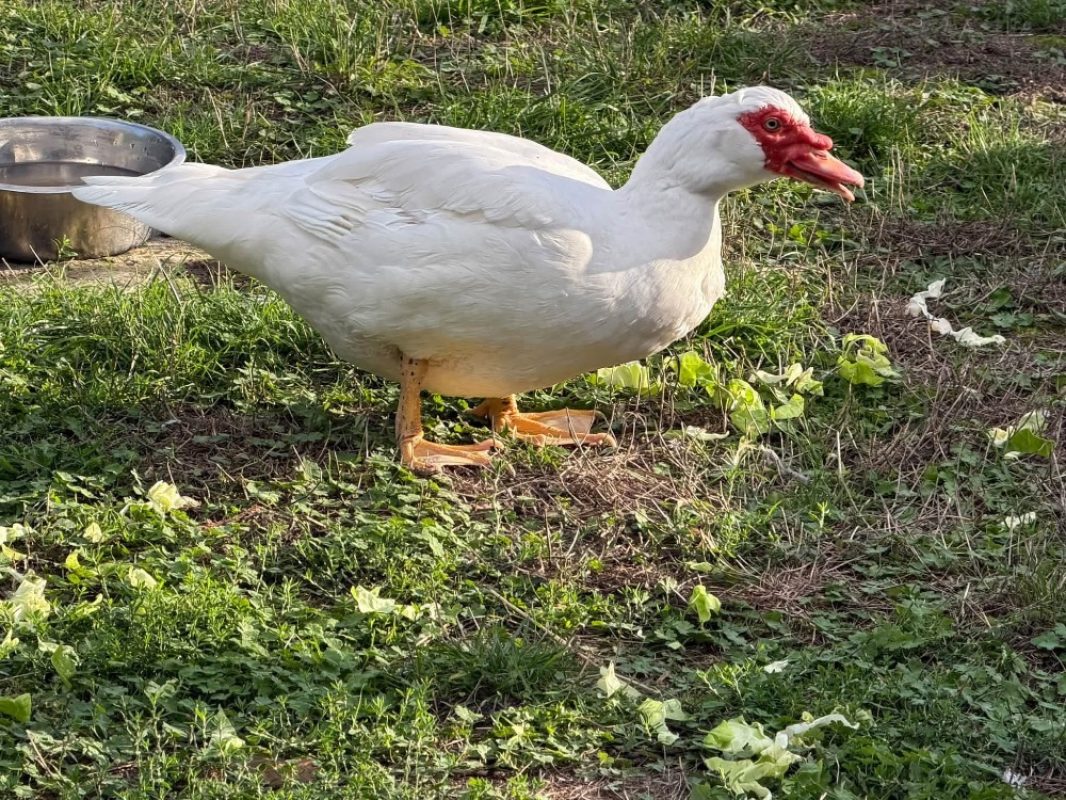 Rand - Animal de ferme Canard à adopter