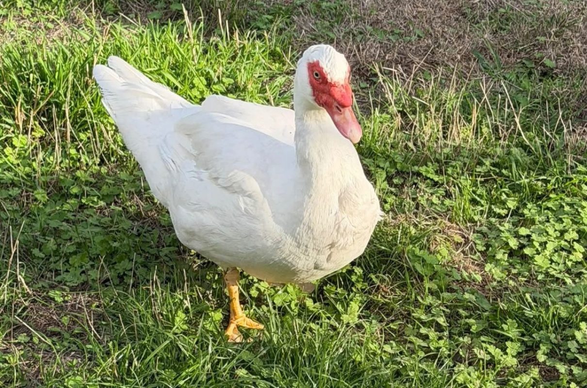 Rand - Animal de ferme Canard à adopter - photo 2