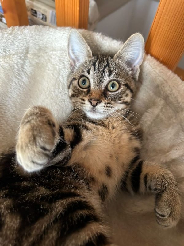 NAHIA - Chat à adopter - photo 3