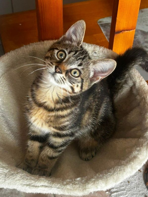 NAHIA - Chat à adopter