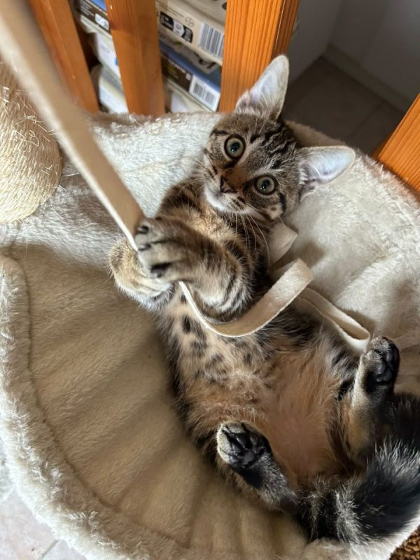 NAHIA - Chat à adopter - photo 6