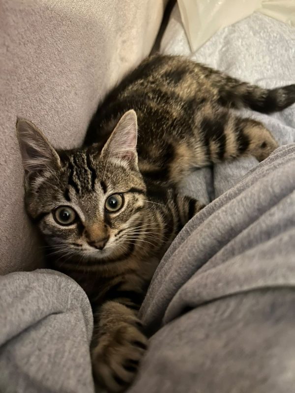 NAHIA - Chat à adopter - photo 4