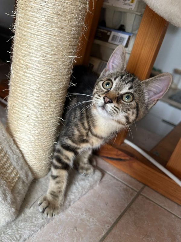 NAHIA - Chat à adopter - photo 5