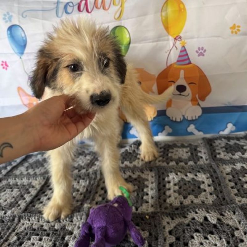 JAZZ - Chien à adopter - photo 3