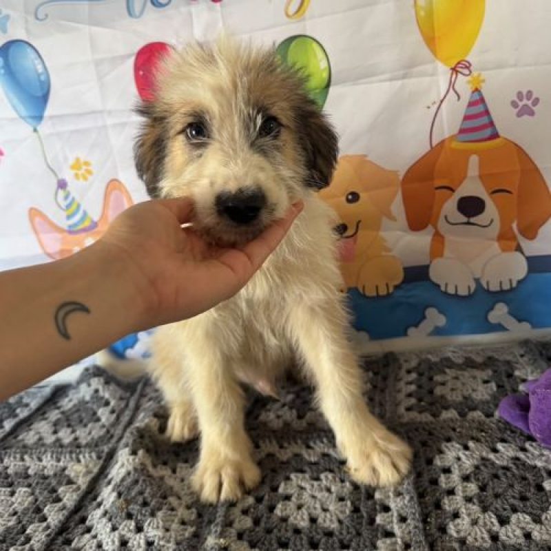 JAZZ - Chien à adopter - photo 2
