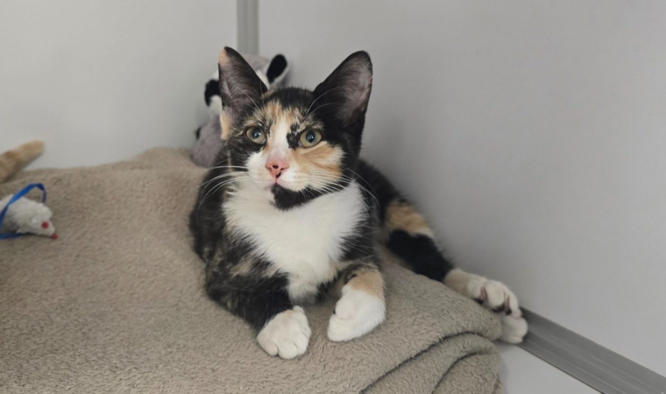 Ambre - Chat Européen à adopter