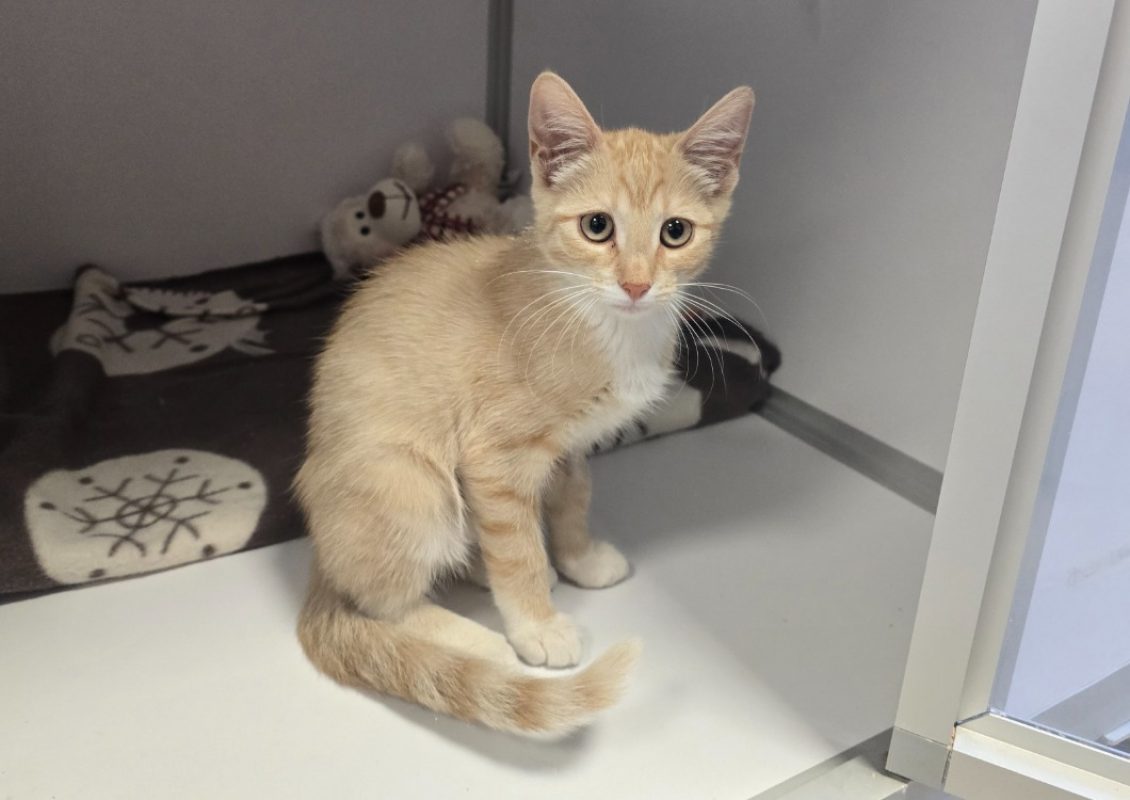 MaÏa - Chat Européen à adopter