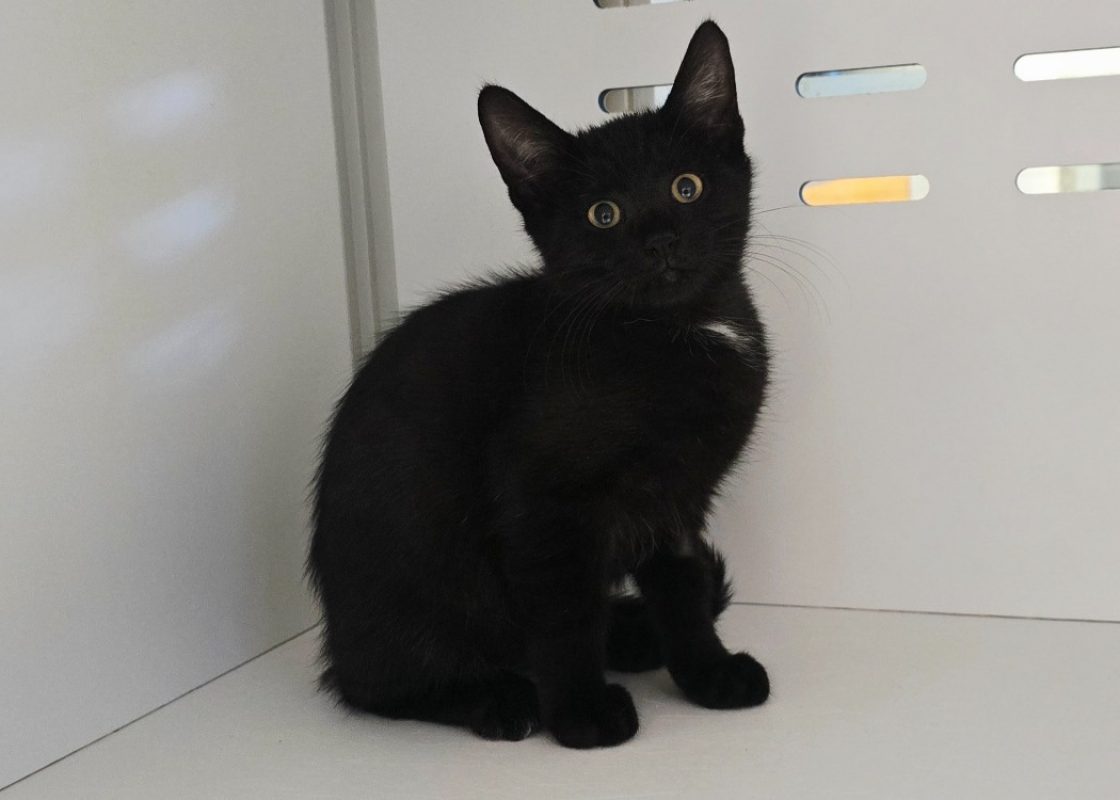 Ourson - Chat Européen à adopter