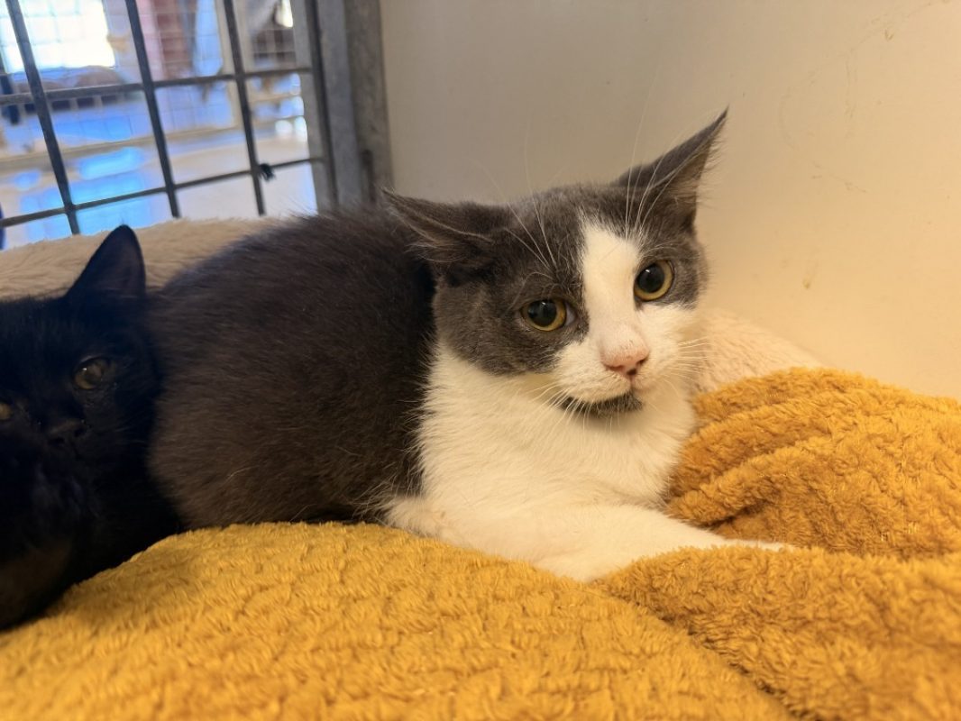 Baggy - Chat Européen à adopter