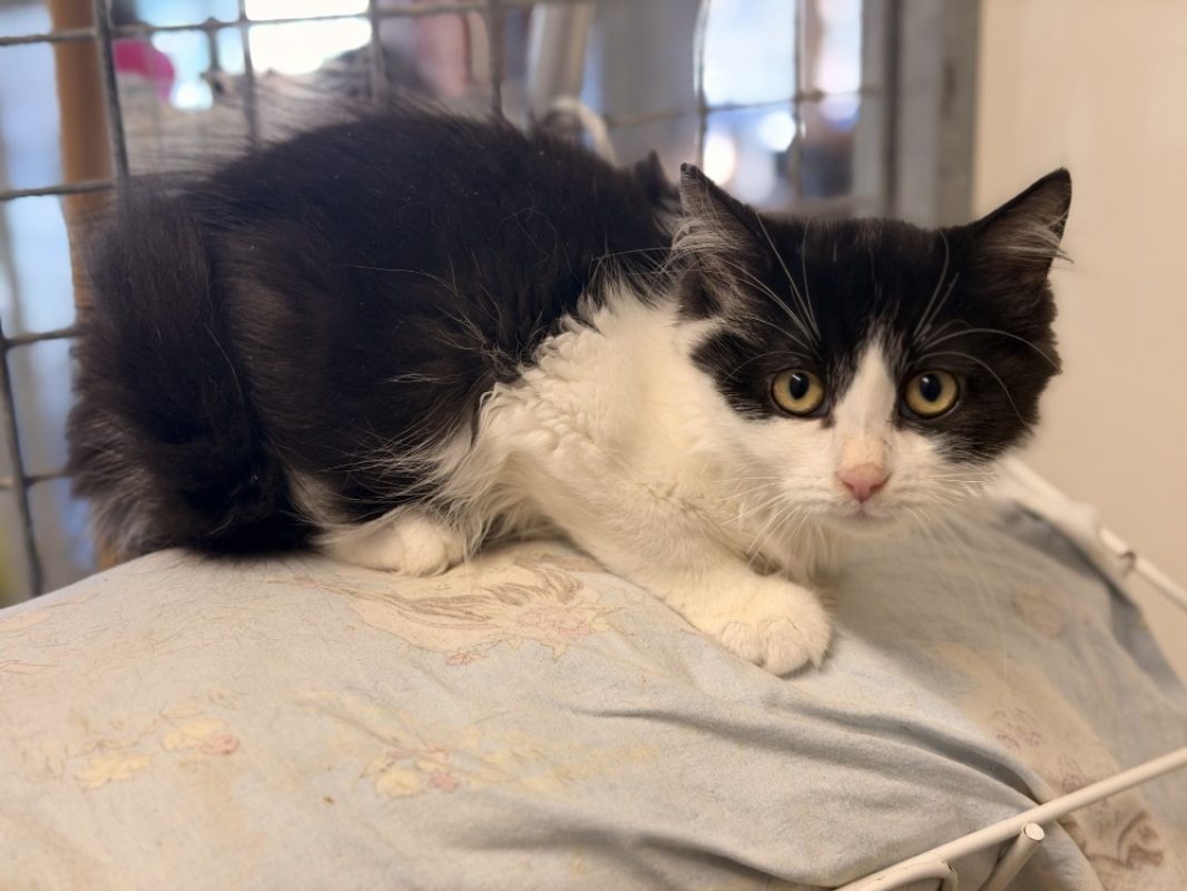 Maxy - Chat Européen à adopter