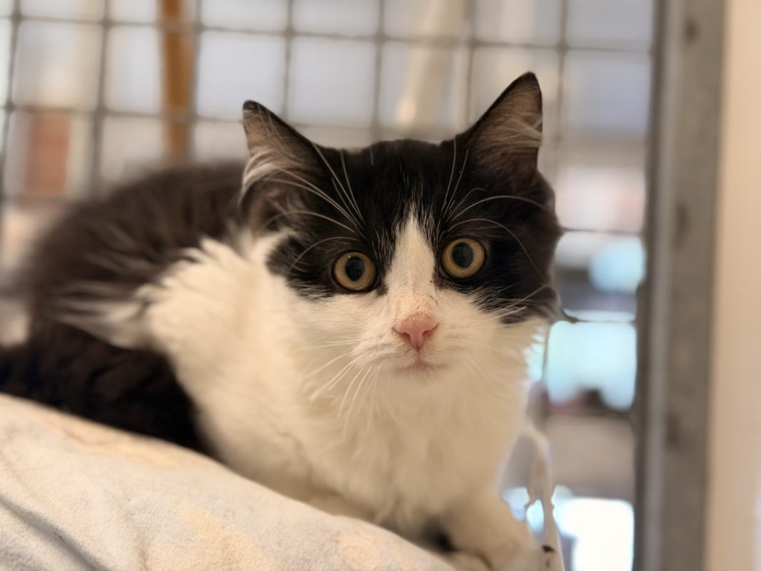 Maxy - Chat Européen à adopter - photo 3