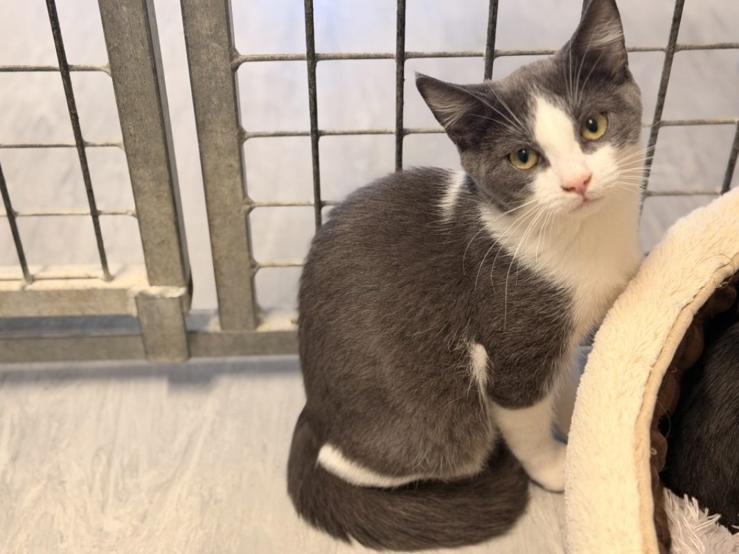 Tasty - Chat Européen à adopter