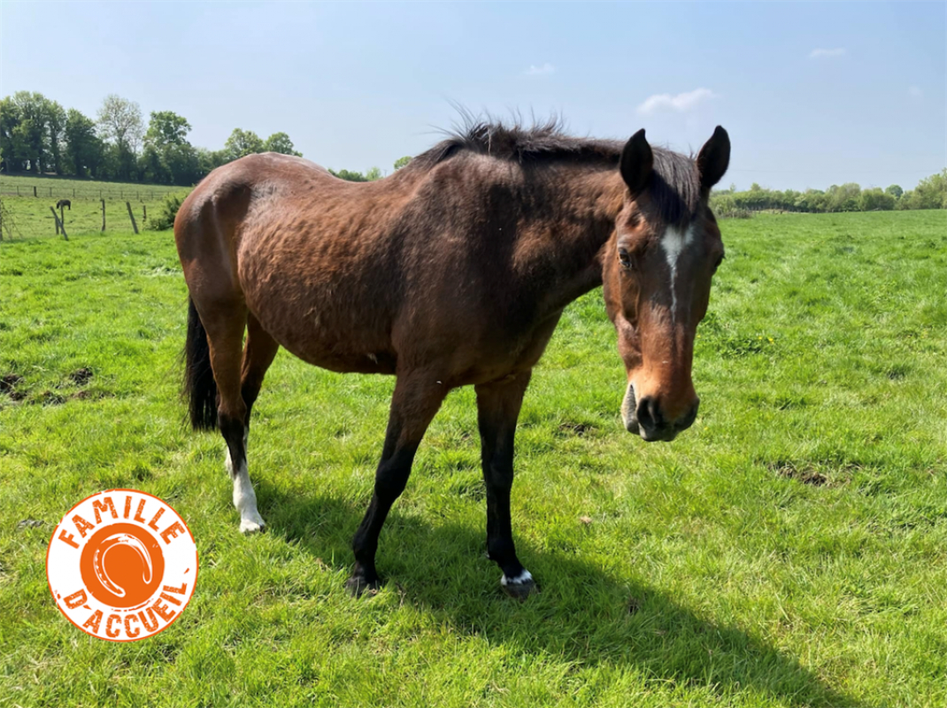 Photo de Tcha tcha de belnoe