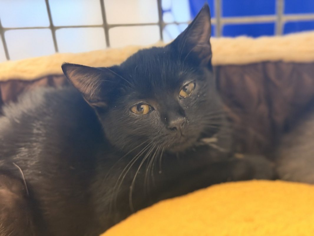 Fleury - Chat Européen à adopter