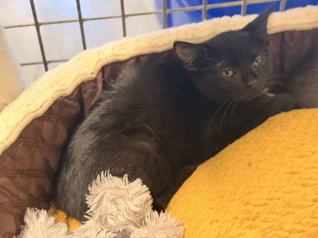 Fleury - Chat Européen à adopter - photo 2