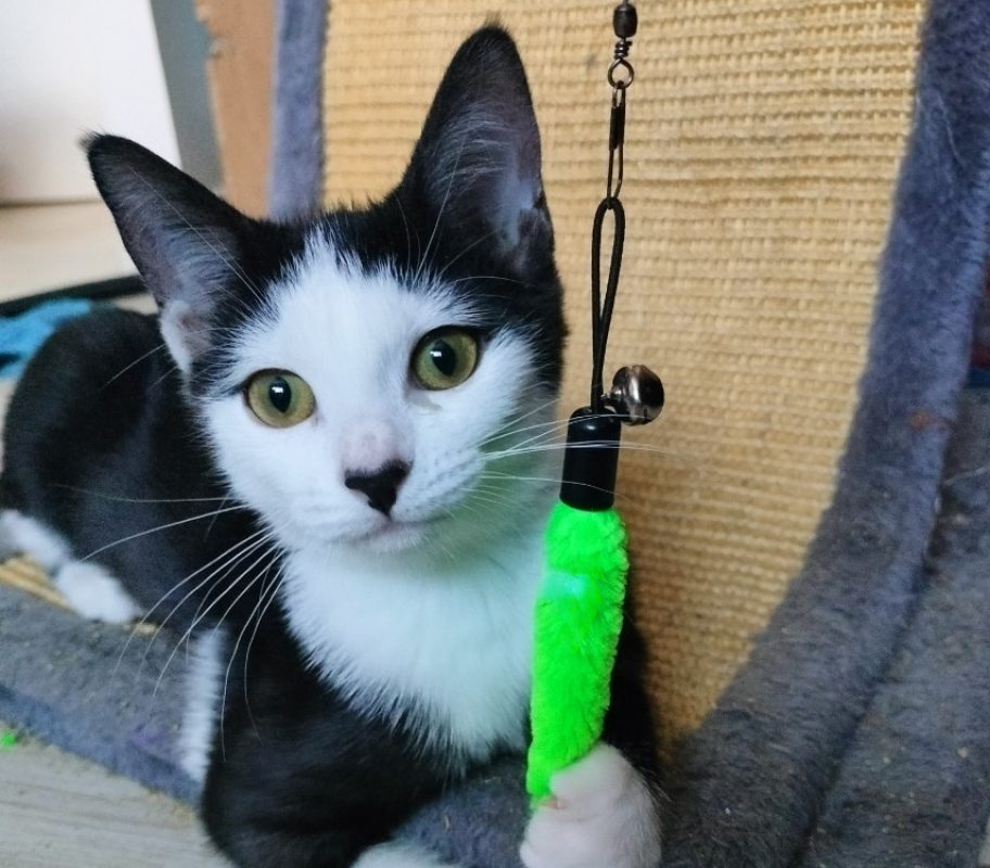 Fleurette - Chat Européen à adopter
