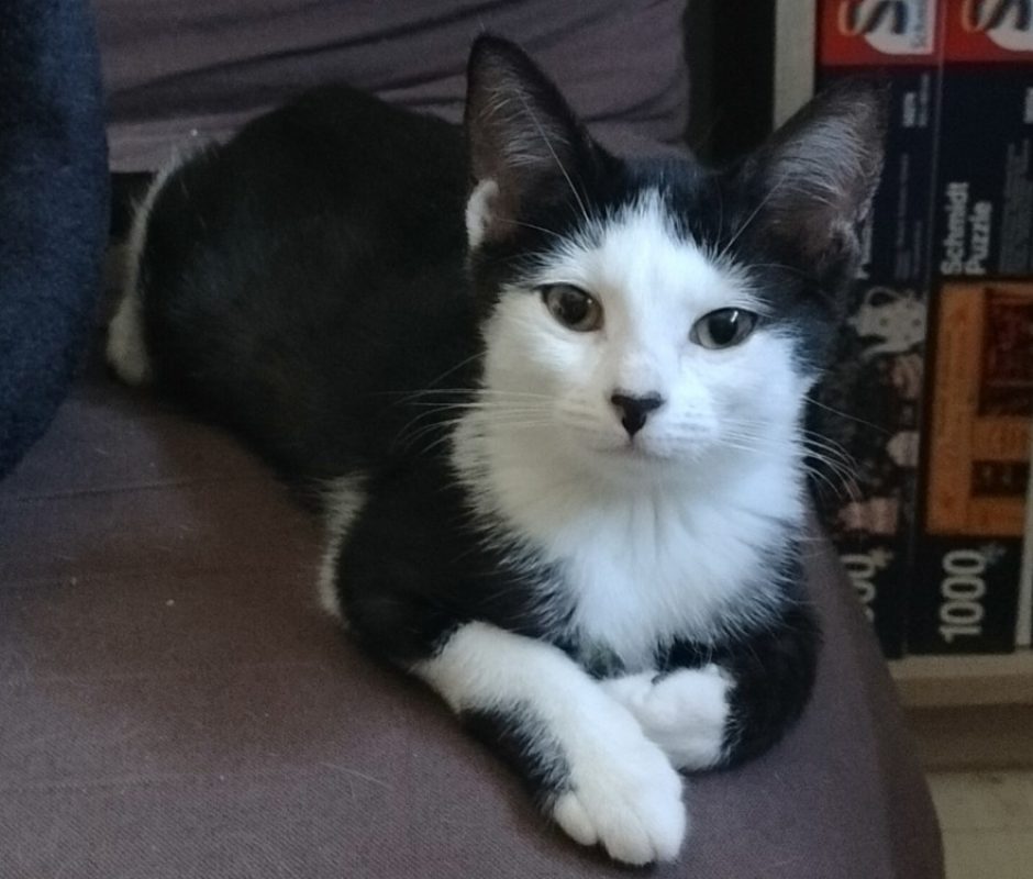 Fleurette - Chat Européen à adopter - photo 2