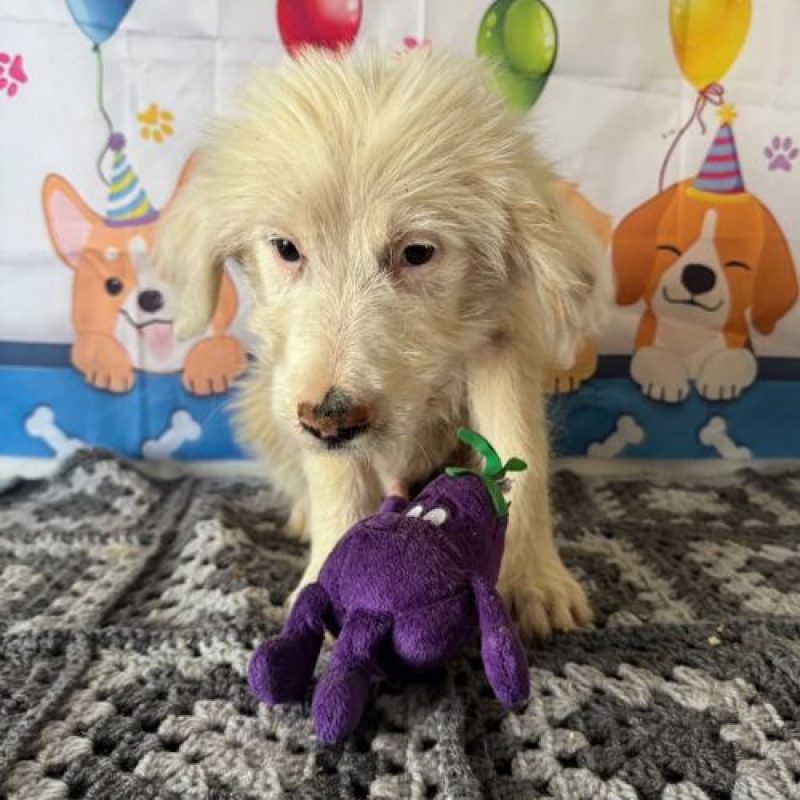 LIOCO - Chien à adopter - photo 3