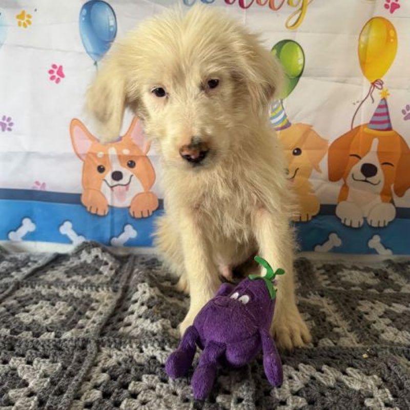 LIOCO - Chien à adopter - photo 2