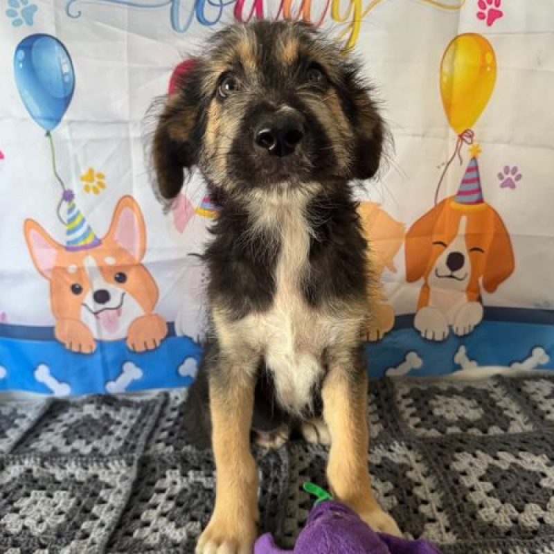 MAIDO - Chien à adopter - photo 3