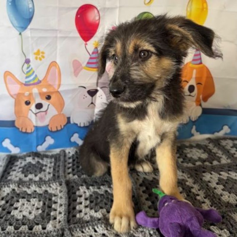 MAIDO - Chien à adopter - photo 2