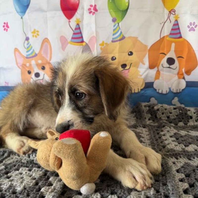 SALAZIE - Chien à adopter - photo 2