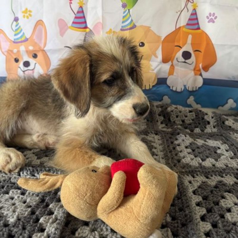 SALAZIE - Chien à adopter - photo 3