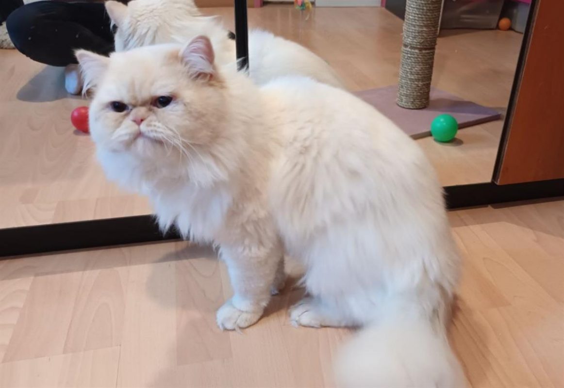 Saphir - Chat Européen à adopter
