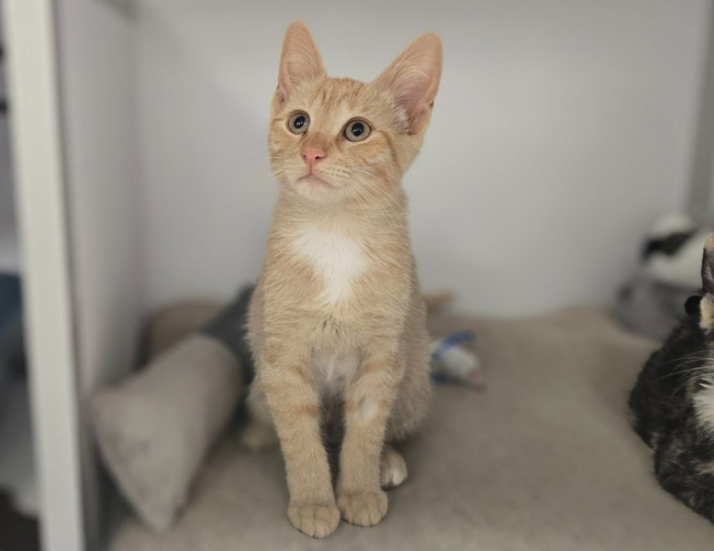 Miely - Chat Européen à adopter