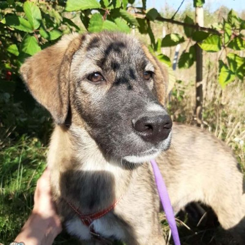 ULFI - Chien à adopter