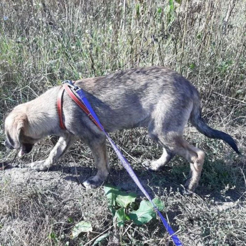ULFI - Chien à adopter - photo 5