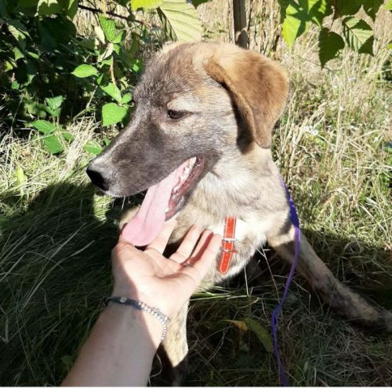 ULFI - Chien à adopter - photo 9