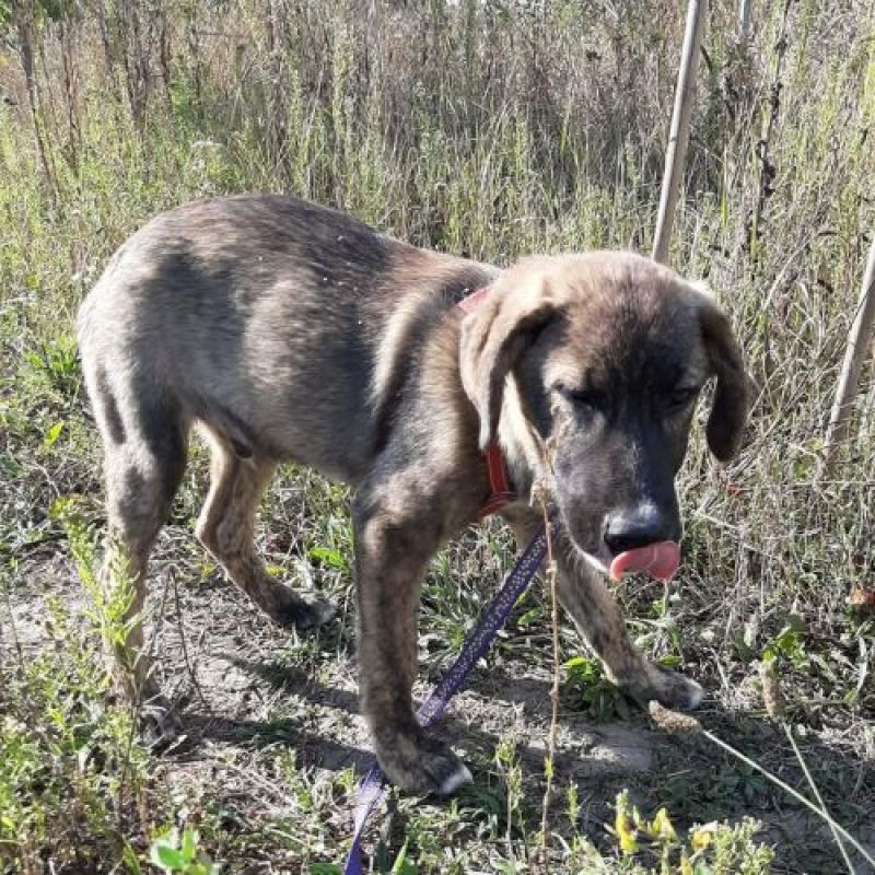 ULFI - Chien à adopter - photo 3