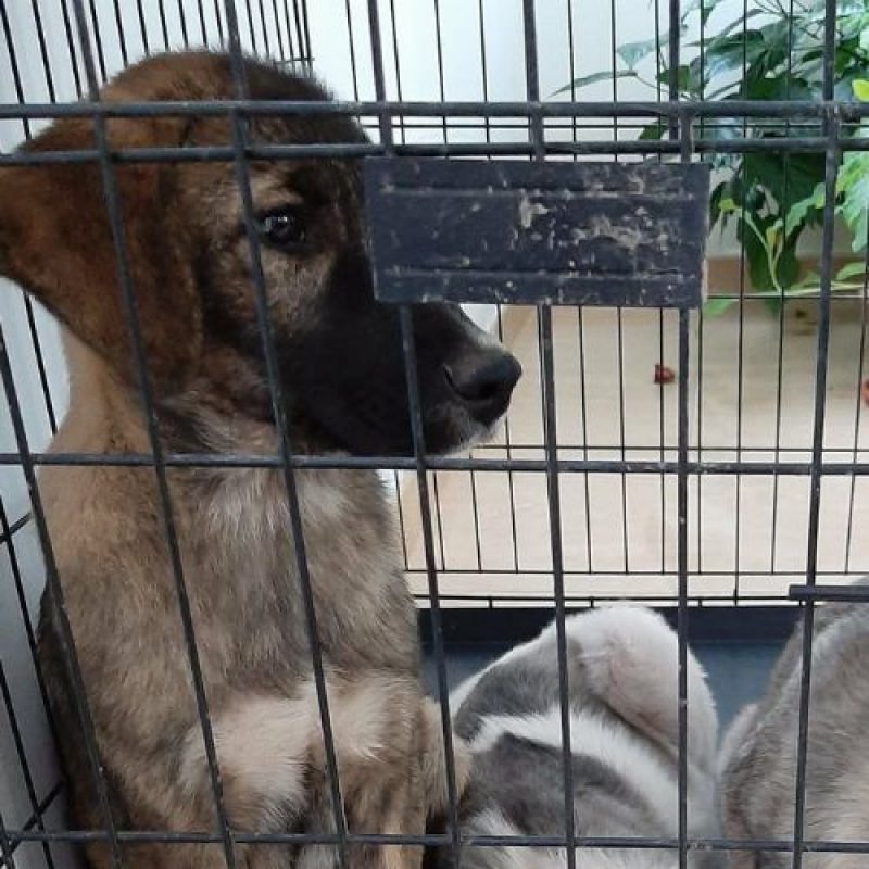 ULFI - Chien à adopter - photo 7