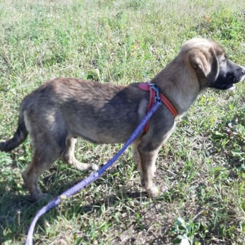 ULFI - Chien à adopter - photo 6