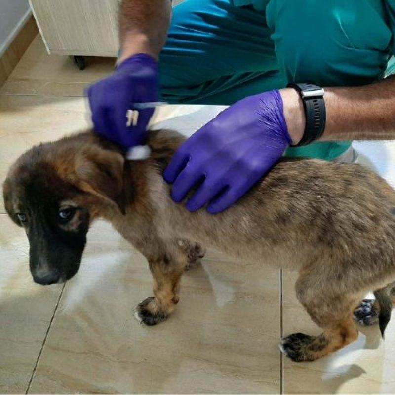 ULFI - Chien à adopter - photo 2