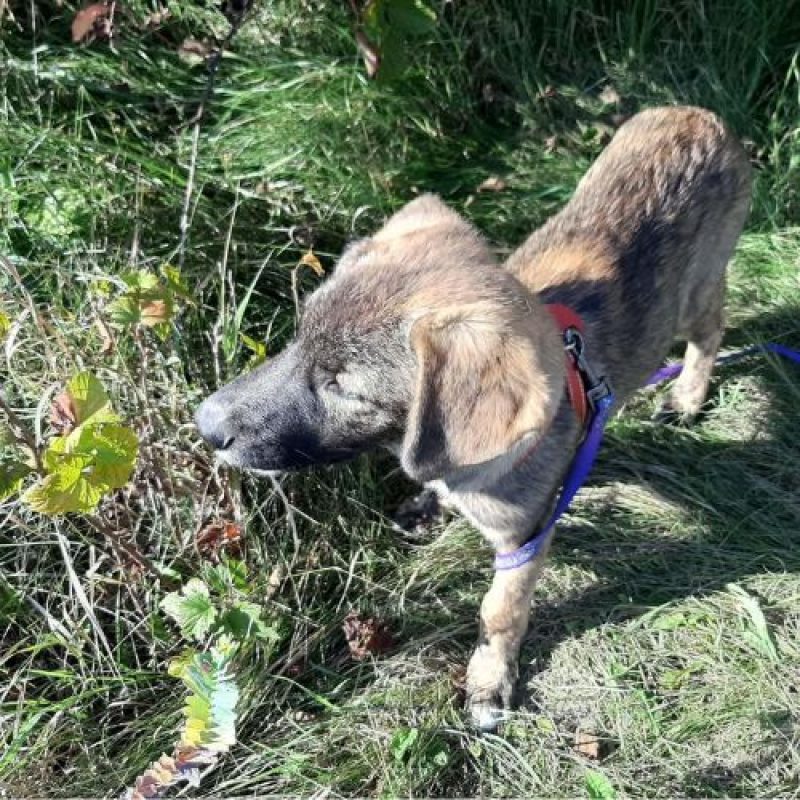 ULFI - Chien à adopter - photo 11