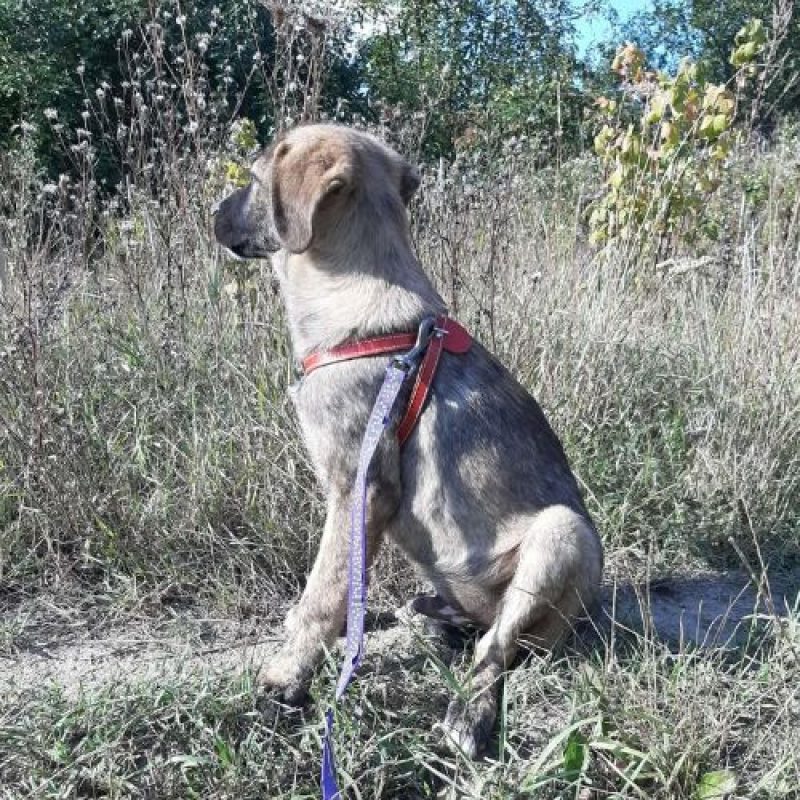 ULFI - Chien à adopter - photo 8