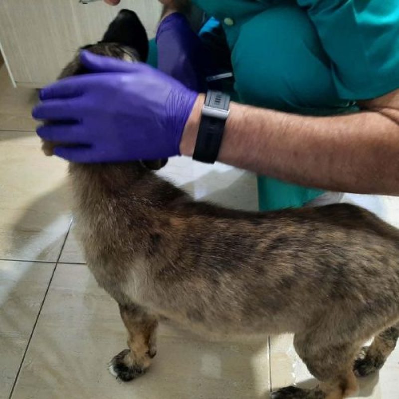 ULFI - Chien à adopter - photo 13