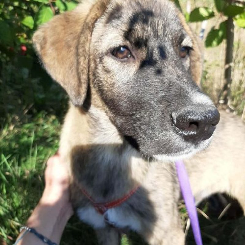 ULFI - Chien à adopter - photo 10