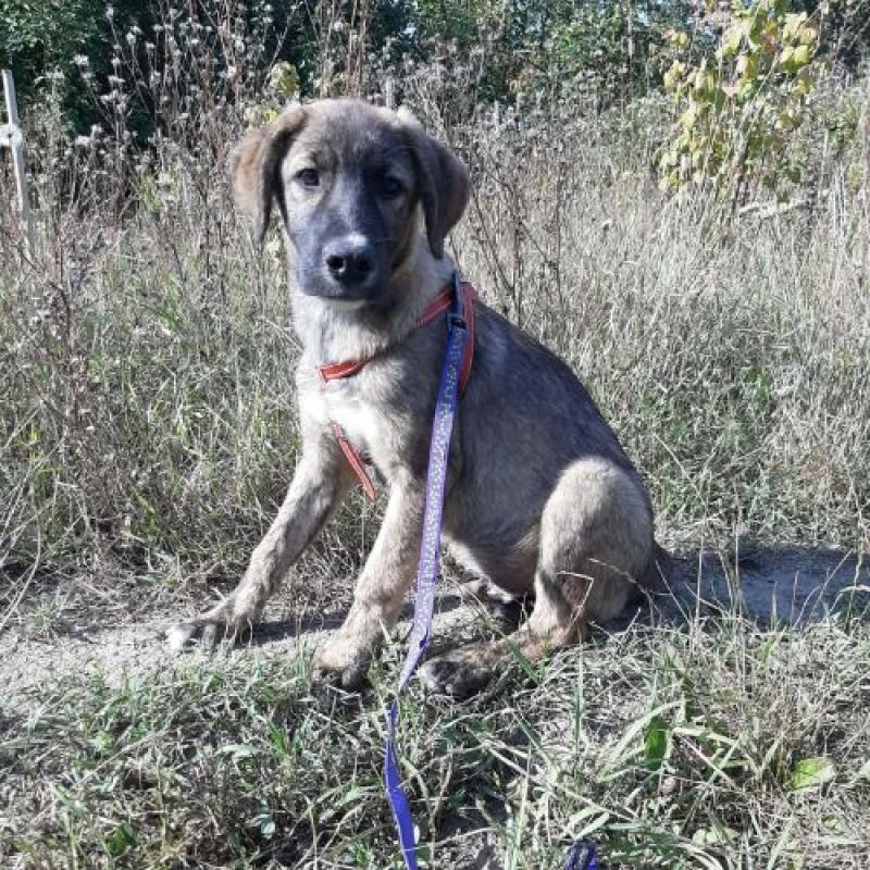 ULFI - Chien à adopter - photo 4