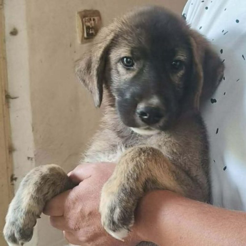 ULFI - Chien à adopter - photo 12