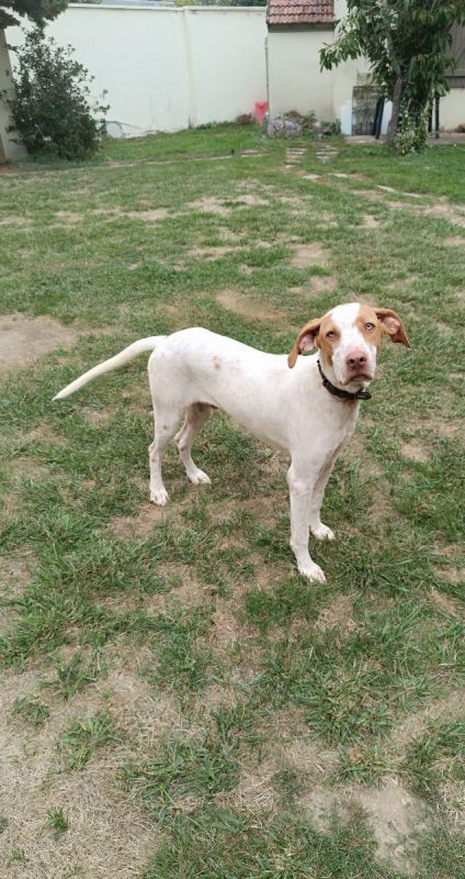 HUGO et maman JADE - Chien à adopter - photo 15