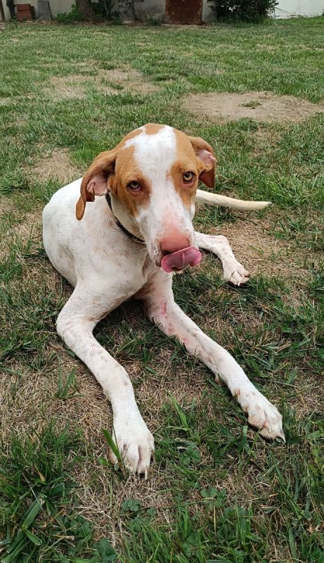 HUGO et maman JADE - Chien à adopter - photo 10