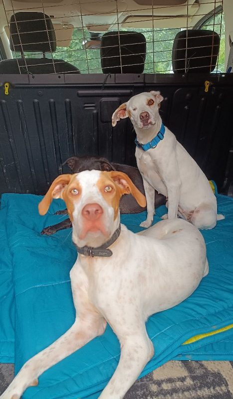 HUGO et maman JADE - Chien à adopter - photo 11