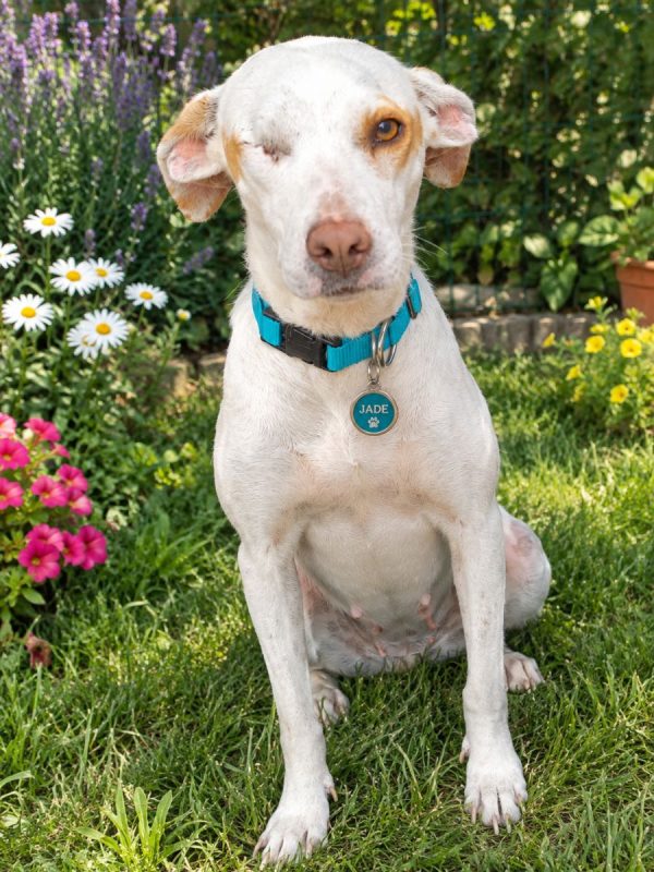 HUGO et maman JADE - Chien à adopter - photo 29